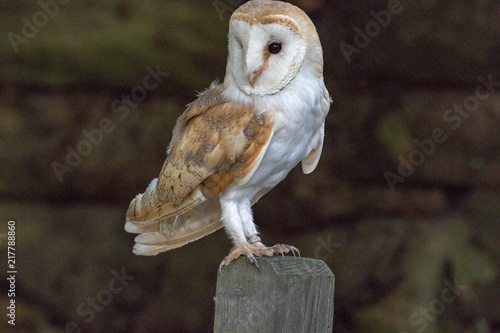 Barn Owl