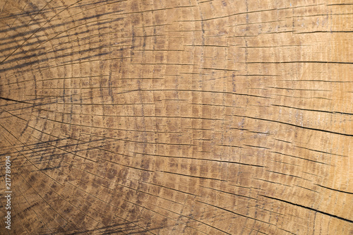 Slice of an old oak tree, the end. Age-old rings on the tree.