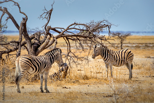 Z  bre Parc Etosha en Namibie Safari 