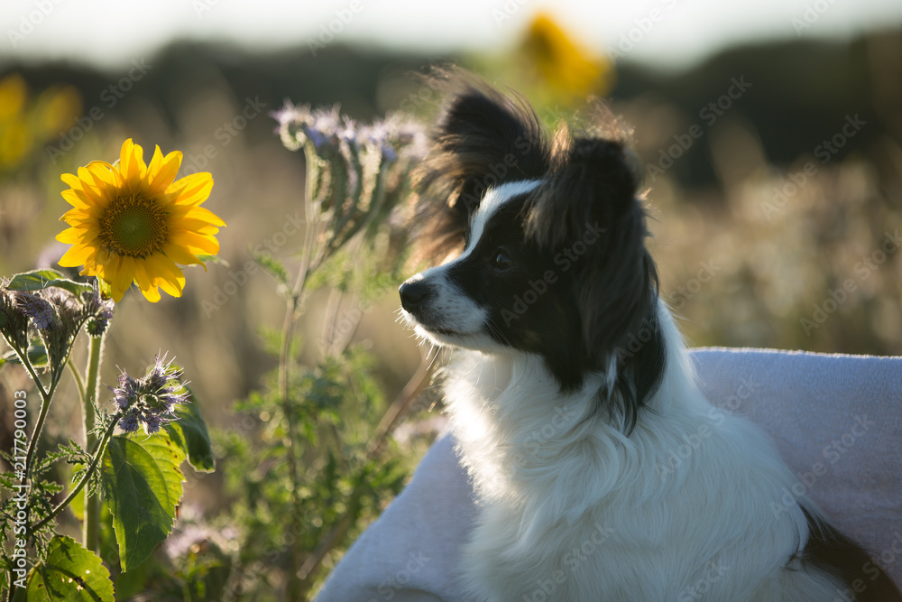 Obraz premium Papillon mit Sonnenblume