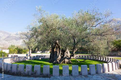 old olive tree in the Old Bar, Montenegro