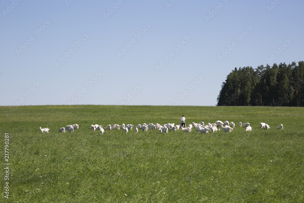 Fototapeta premium Girl grazing a herd of goats on a meadow on a summer day