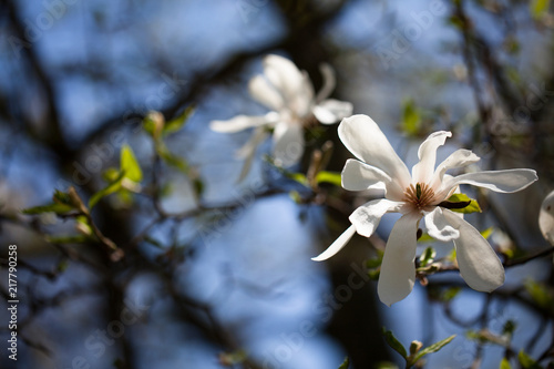 blossom in spring © Yvonne