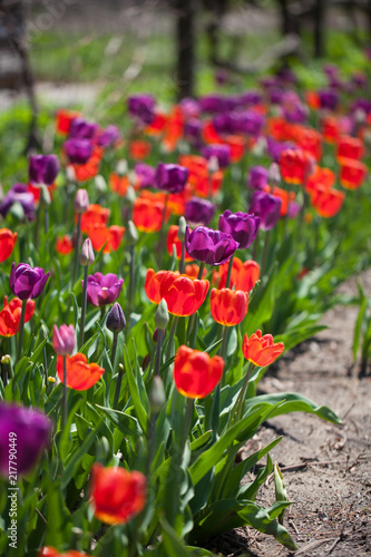 red tulips in the garden