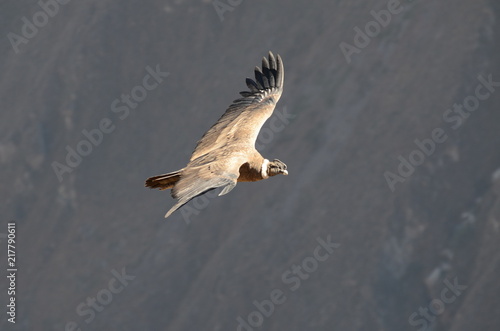 Condor il dominatore delle Ande photo