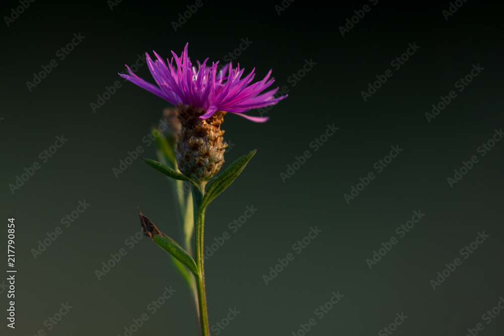 Wild flowers, nature background