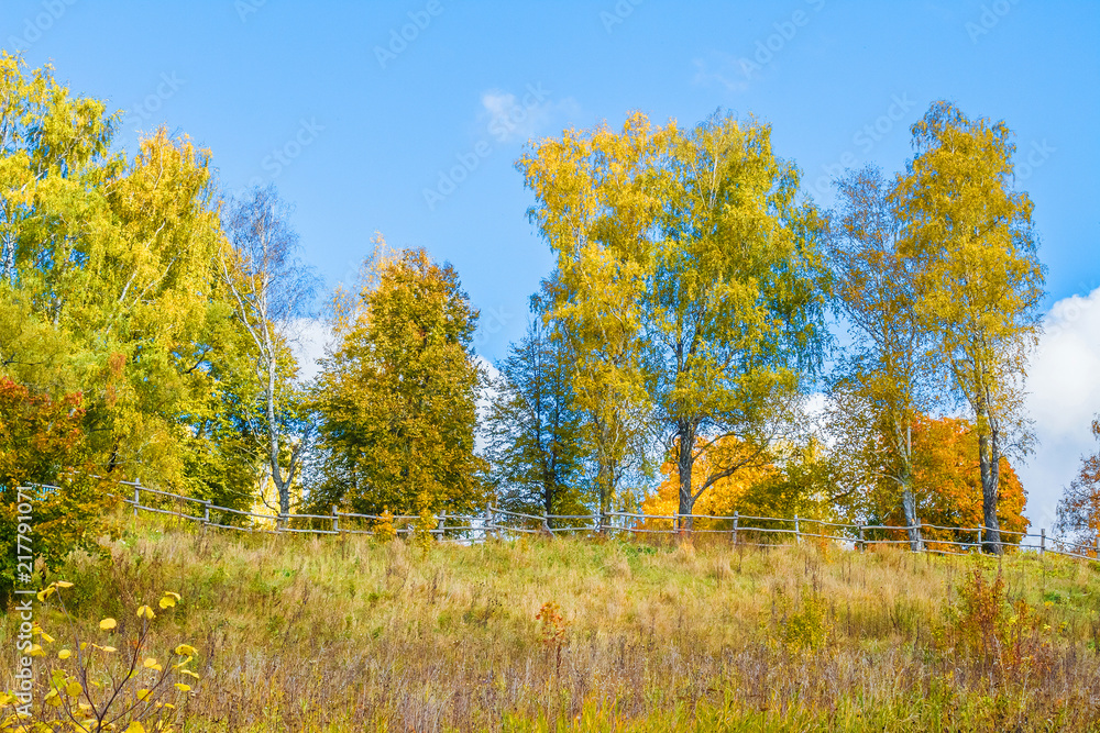 Autumn forest. Yellow and green trees against the blue sky