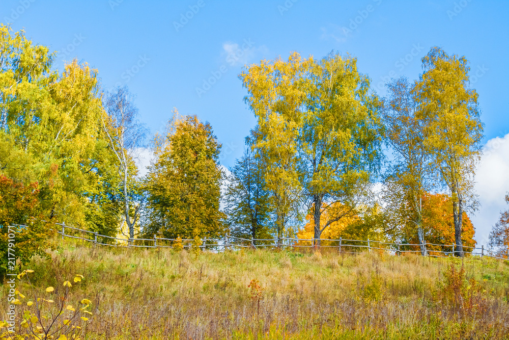 Autumn forest. Yellow and green trees against the blue sky Autumn forest. Yellow and green trees against the blue sky