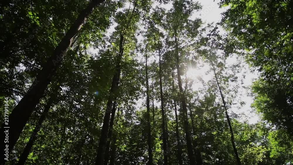Sun rays shine through the trees in the park, sunlight glare. Sun rays shine through the trees in the park, sunlight glare.