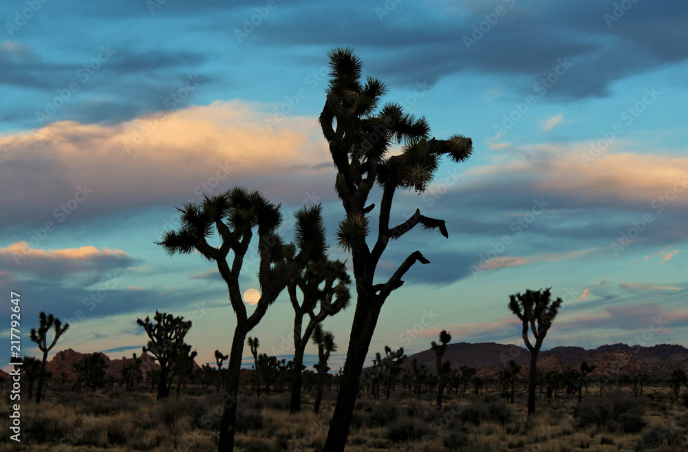 Obraz premium Moon Peeking Through Joshua Tree Branches at Joshua Tree National Park, California