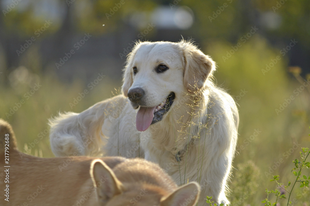 Dogs play with each other. Labrador retriever. Merry fuss puppies. Aggressive dog. Training of dogs. Puppies education, cynology, intensive training of young dogs. Young energetic dog on a walk. Dogs play with each other. Labrador retriever. Merry fuss puppies. Aggressive dog. Training of dogs. Puppies education, cynology, intensive training of young dogs. Young energetic dog on a walk.
