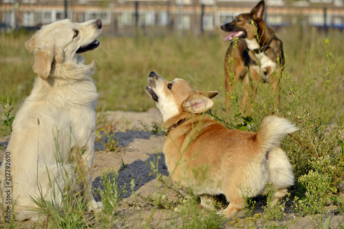 Dogs play with each other. Corgi pembroke, retriever. Merry fuss puppies. Aggressive dog. Training of dogs.  Puppies education, cynology, intensive training. Young energetic dog on a walk. 