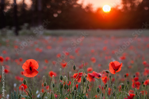 poppy fields at sunset