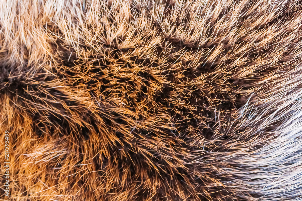 Brown fur of a wild northern forest animal Brown fur of a wild northern forest animal