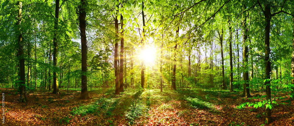 Naklejka premium Piękny las wiosną z jasnym słońcem świecącym przez drzewa