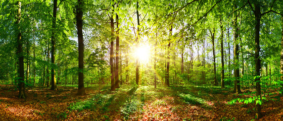 Stickers Bos Lentebos met stralende zon door bomen  © Günter Albers