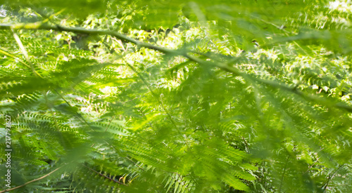 Green out of focus background from nature © roxana_stefania