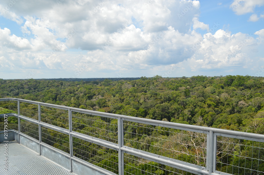 Vista Panorâmica Floresta Amazônica