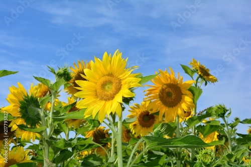 Große gelbe Sonnenblumen mit blauem Himmel