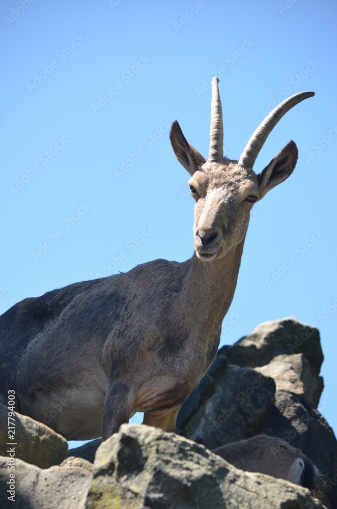 mountain goat with large long horns blue sky bright sun zoo
