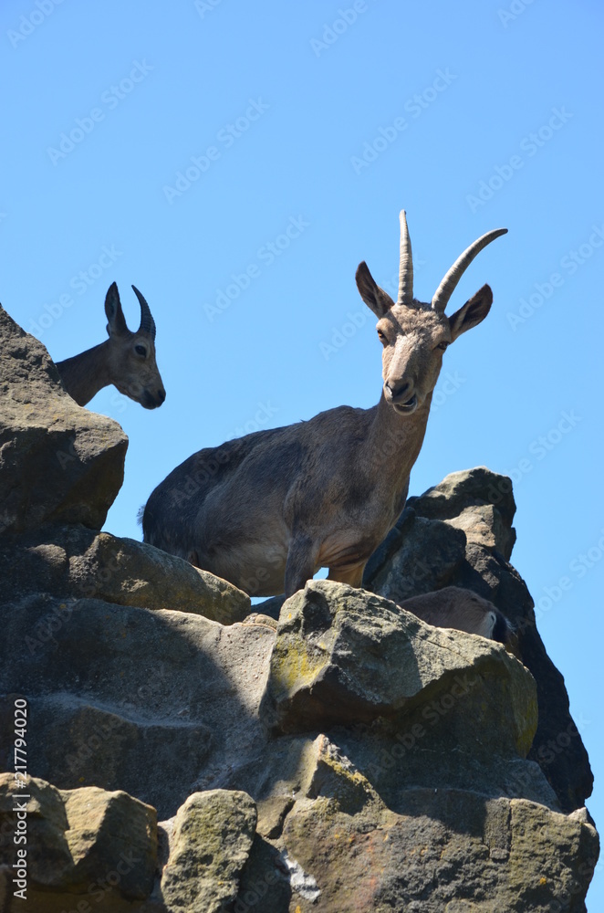 mountain goat with large long horns blue sky bright sun zoo