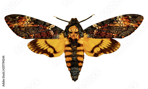 Foto Acherontia atropos on a white background