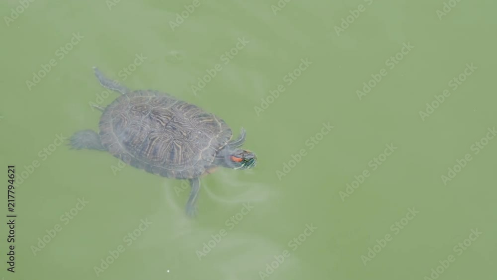 The tortoise is swimming lazily in the pond. The tortoise is swimming lazily in the pond.