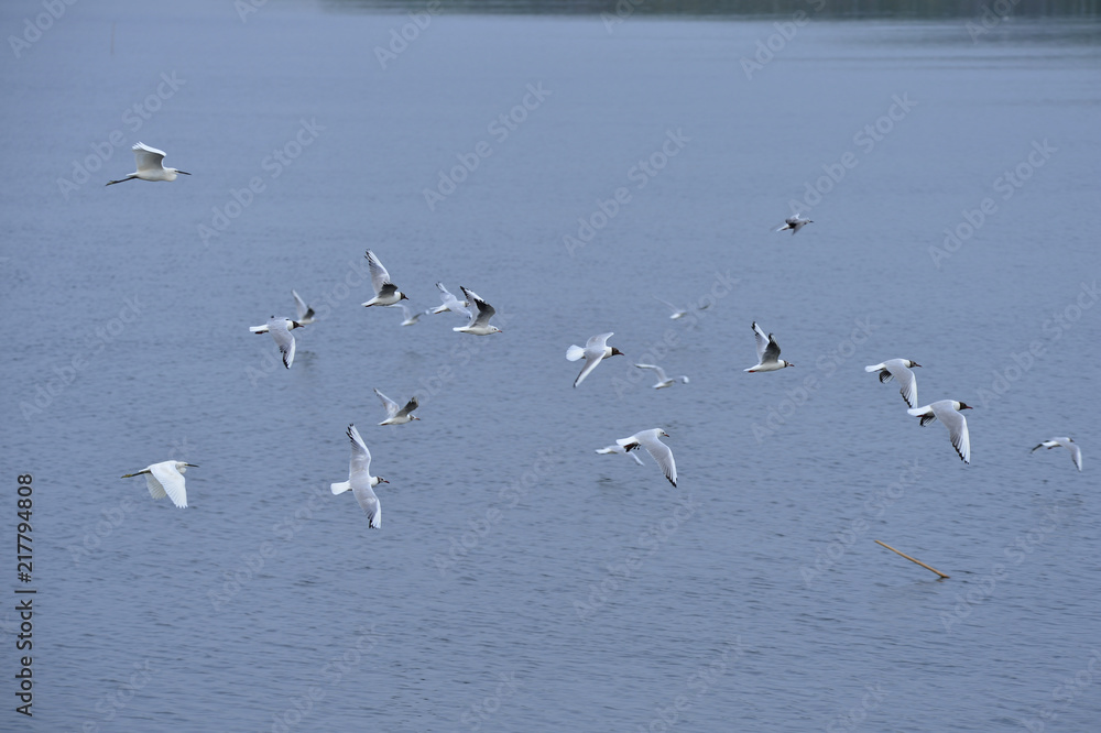 The birds of the sea