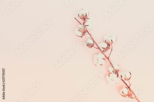 Raw cotton branch on pink background with copy space  retro toned