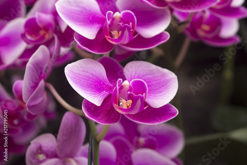 Macro of beautiful pink orchids blossoms. Also known as phalaenopsis or Moth orchids.