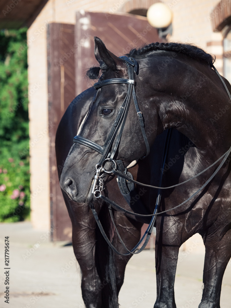 Obraz premium portrait of sportive dressage black stallion posing at stable background
