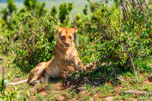 Fototapeta Naklejka Na Ścianę i Meble -  Lioness or Panthera leo rests in savanna close
