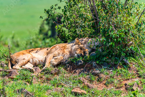Fototapeta Naklejka Na Ścianę i Meble -  Lioness or Panthera leo rests in savanna close