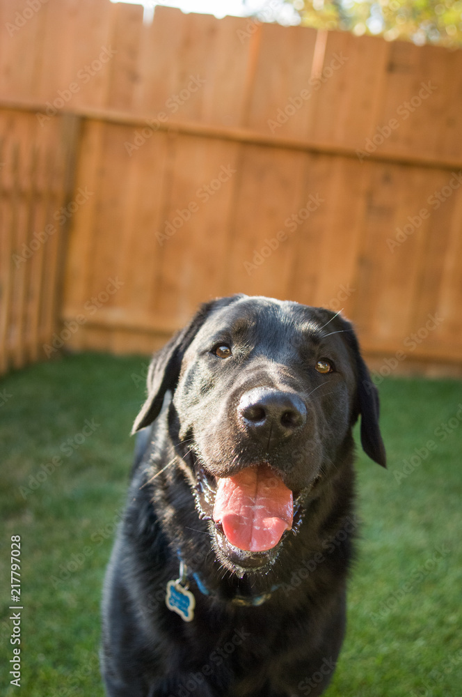 Smiling Black Labrador Retriever dog outdoor portrait in grassy backyard with tall wood fence