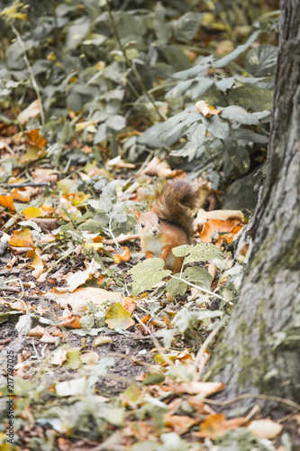 Red squirrel on autumn leaves