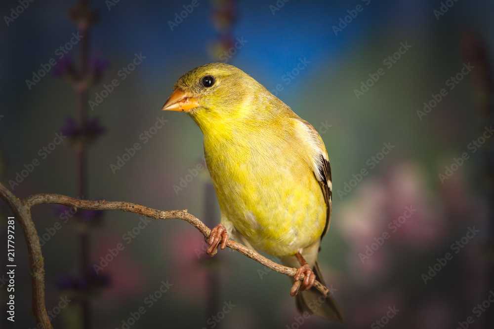 American goldfinch standing on twig American goldfinch standing on twig