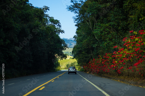 Road and Flowers