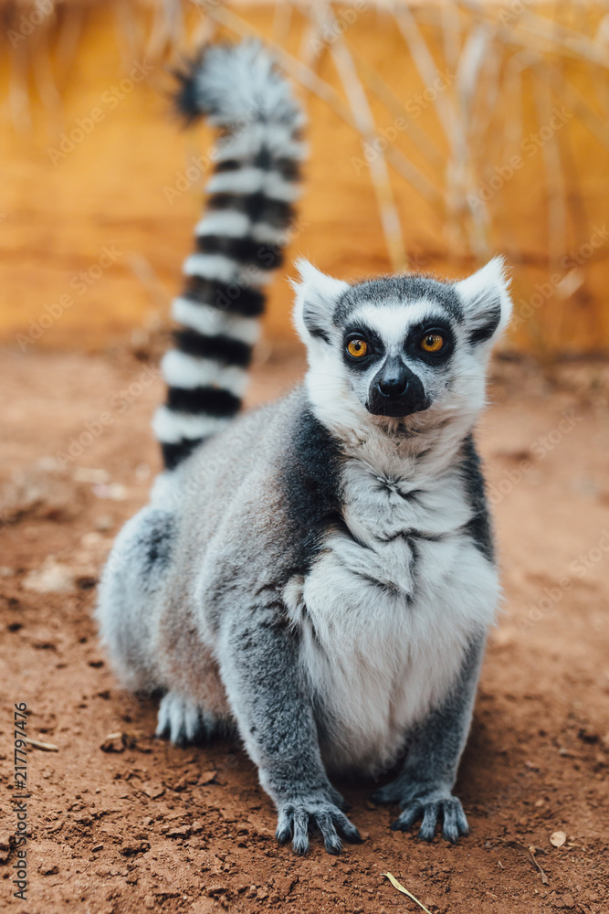 ring-tailed lemur, close-up view