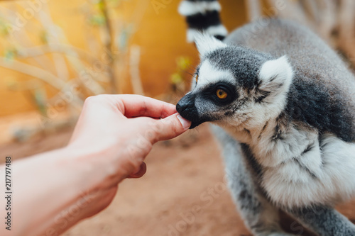 Photography ring-tailed lemur feeding in contact zoo