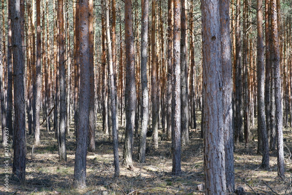 pine tree forest - coniferous trees pine tree forest - coniferous trees