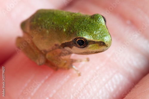 A tiny frog on human finger