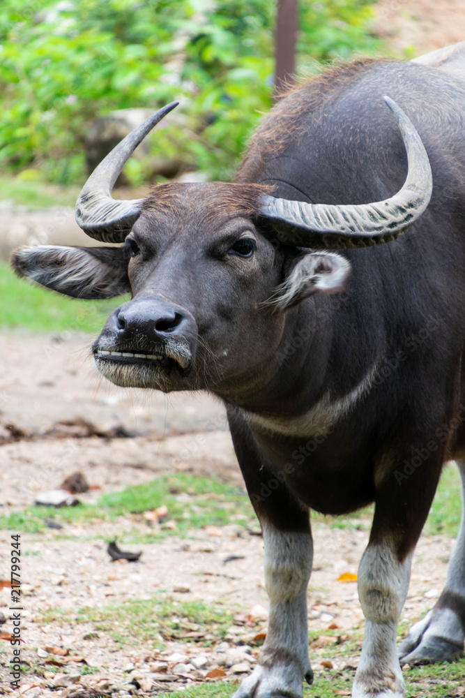 Close up of Thai buffalo head. Close up of Thai buffalo head.