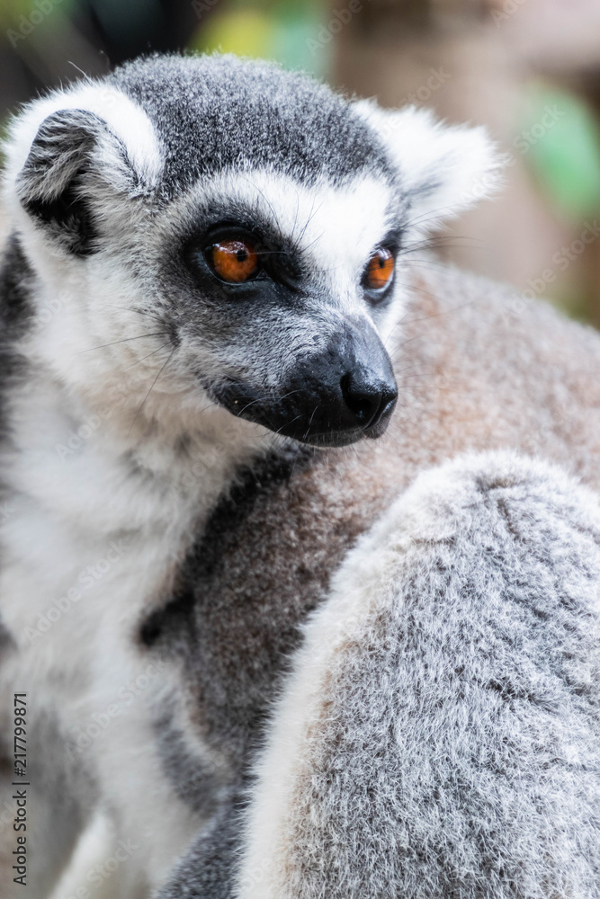 Obraz premium Portrait of Ring-tailed Lemur.