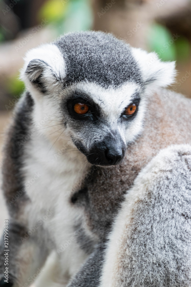 Obraz premium Portrait of Ring-tailed Lemur.