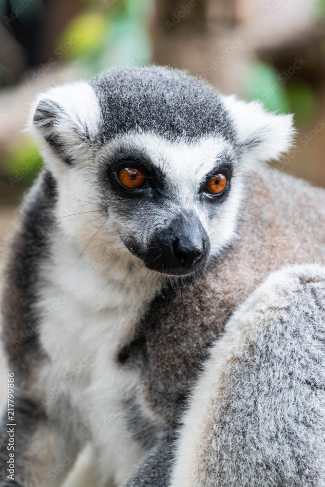 Obraz premium Portrait of Ring-tailed Lemur.