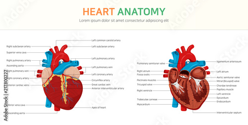 Anatomy of the Heart photo