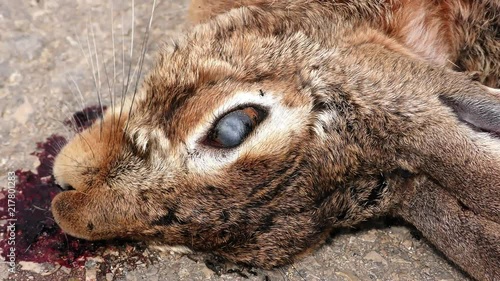 Dead rabbit on asphalt tarmac roadkill with ants and ticks photo