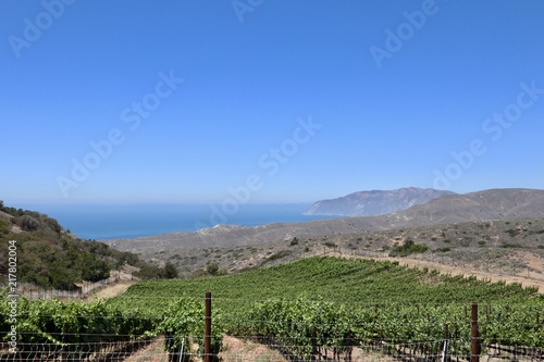 vineyard on catalina island 