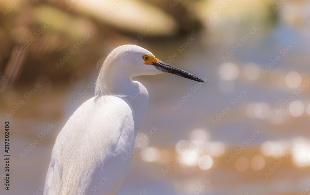 Snowy Egret (Egretta thula) is elegant in soft morning light Snowy Egret (Egretta thula) is elegant in soft morning light