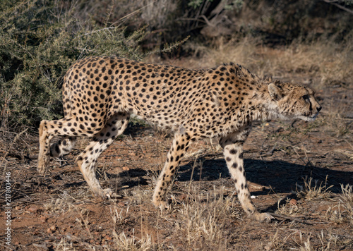 Cheetah walks slowly across desert scrub © mindstorm